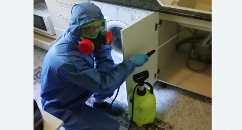 Уничтожение муравьев в квартире. Кудрово