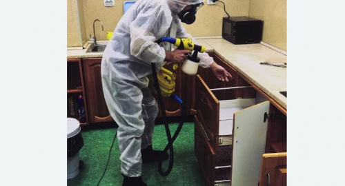 Уничтожение насекомых в квартире. Кудрово