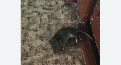 Дезинфекция от мышей в Кудрово