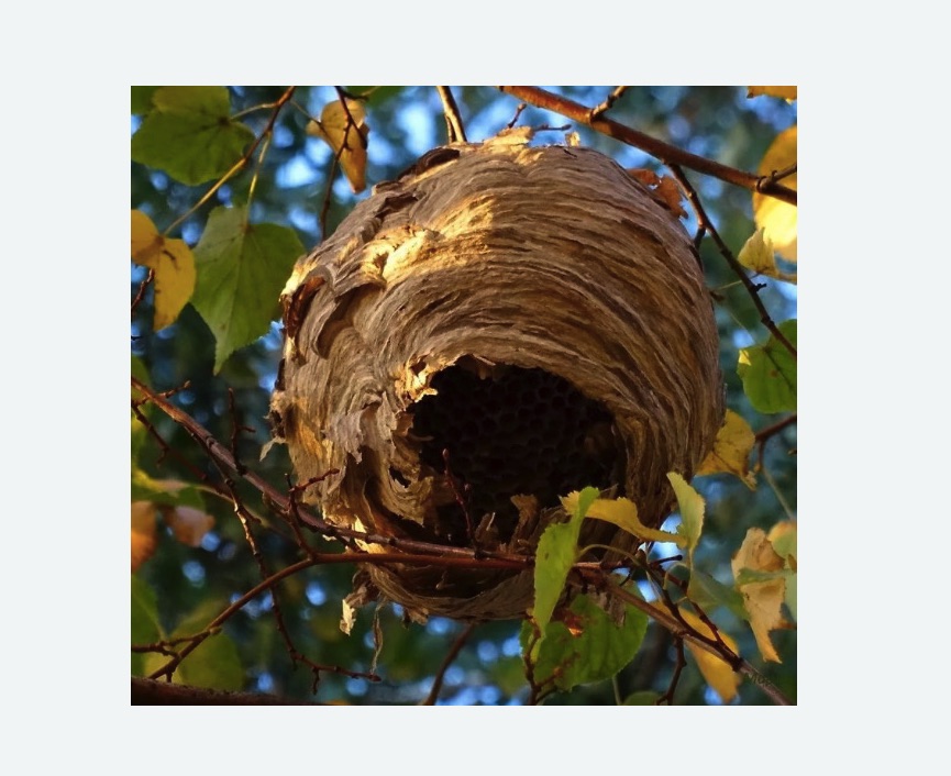 Обработка от шершней в Кудрово