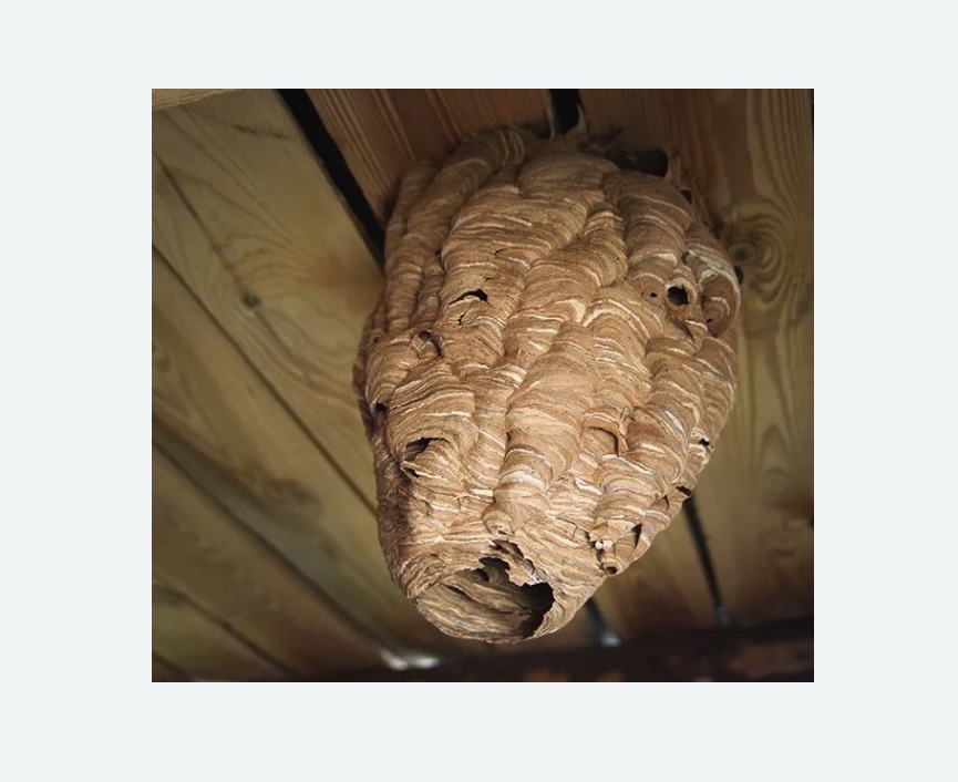 обработка от шершней в Кудрово