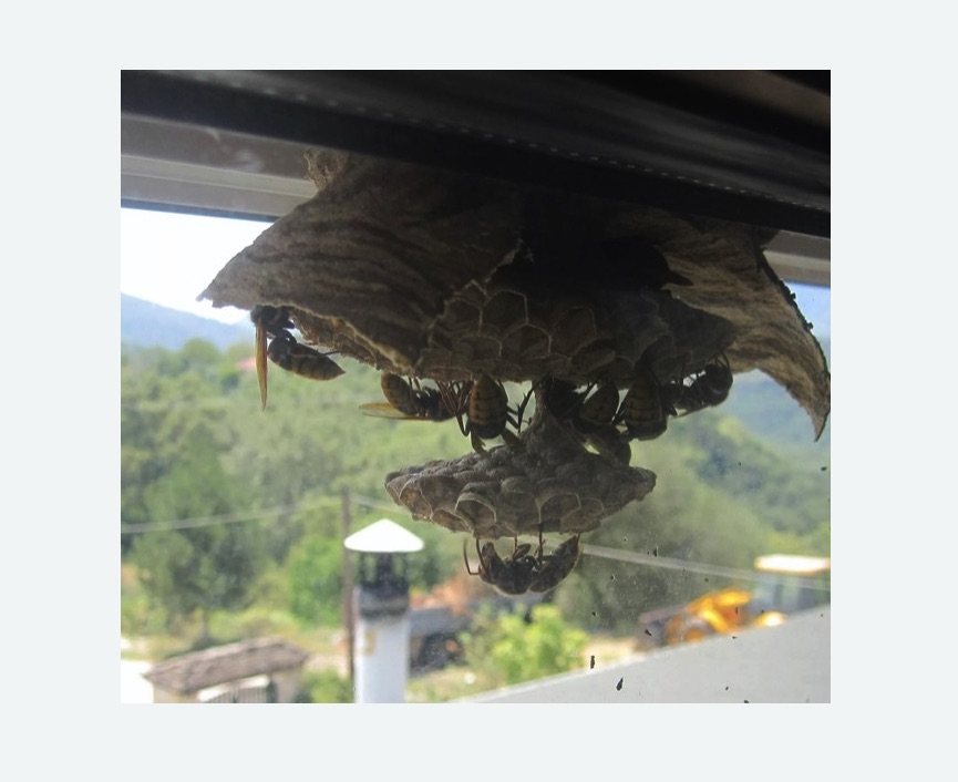 Уничтожение гнёзд шершней в Кудрово