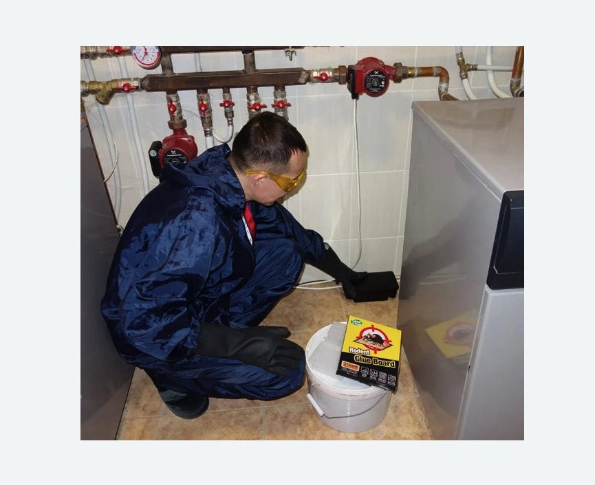 Уничтожение крыс в Кудрово