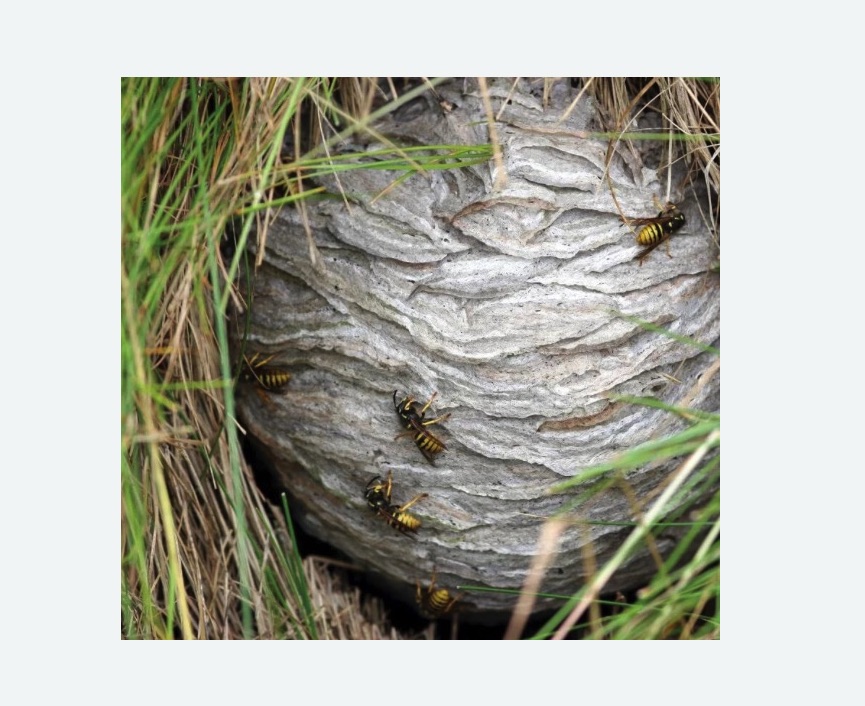 Уничтожение ос и ульев в Кудрово